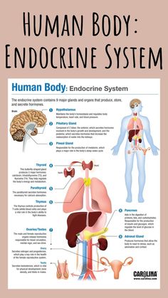 the human body endocine system is shown in this diagram, and includes an image of