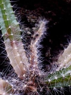 a close up view of a cactus plant