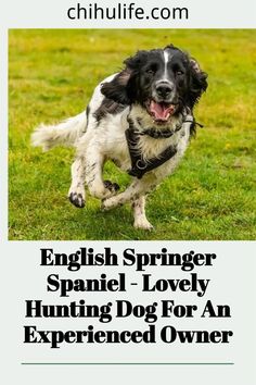 an english springer spaniel is running in the grass