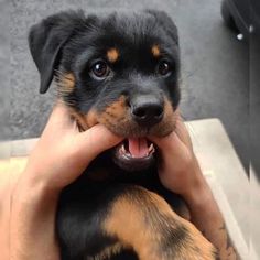 a person holding a small black and brown dog with its mouth open while it's being petted