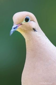 a close up of a bird with blue eyes and a white body, on a green background