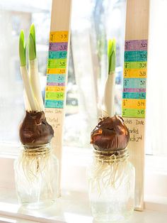 two vases with plants in them sitting on a window sill next to rulers