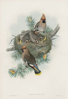 three birds sitting on top of a nest in a pine tree next to pine cones