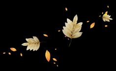 two white flowers with yellow leaves floating in the air on a black background, and one flower is falling down