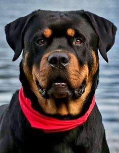 a black and brown dog with a red bandana around it's neck looking at the camera