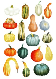 a bunch of different types of pumpkins on a white background