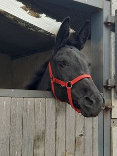 a black horse wearing a red bridle sticking its head over the side of a barn door