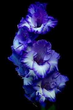 three purple flowers are in the dark