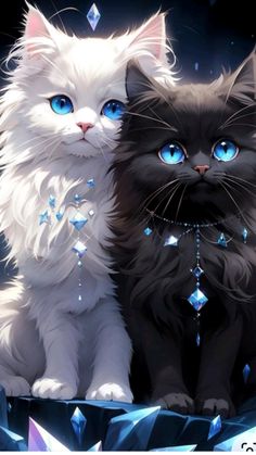 two cats with blue eyes sitting next to each other