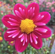 a large pink flower with yellow center surrounded by other colorful flowers in the back ground