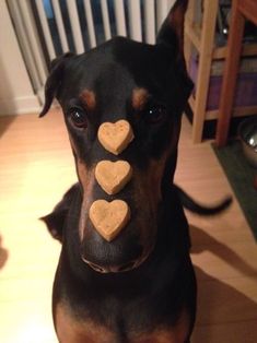 a dog with two hearts on its nose