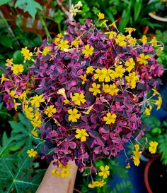 purple and yellow flowers in a potted planter