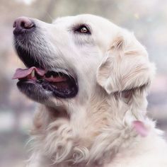 a close up of a dog with its mouth open