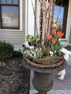 a dog standing next to a planter with flowers in it