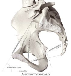 an image of the anatomy of the human skull