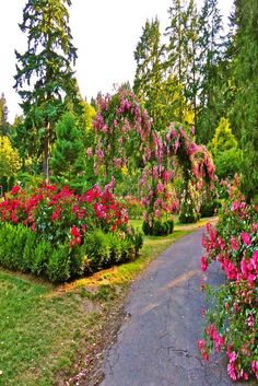 colorful flowers are blooming in the park