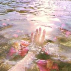 someone's hand in the water with pink flowers floating on it and sun shining through