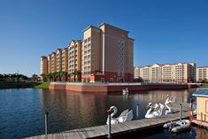 some white swans are sitting on the dock near buildings and boats in the water,