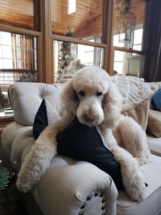 a white poodle sitting on top of a couch with a black pillow in front of it