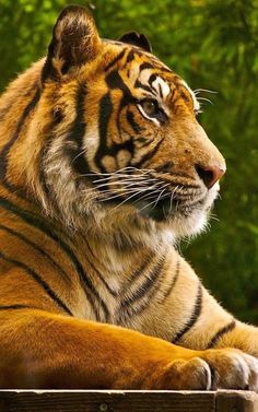 a large tiger laying on top of a lush green field