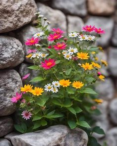 colorful wildflowers growing out of rocks in front of a stone wall