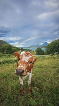 a brown and white cow standing on top of a lush green field under a cloudy sky