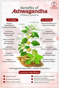 Unlock Ashwagandha's potent benefits! Reduces stress & anxiety, boosts energy, enhances brain function & supports cancer prevention #AshwagandhaBenefits #CancerPrevention #NaturalHealth Ashwagandha Benefits, Menstrual Health, Improve Heart Health, Thyroid Function, Ayurvedic Herbs, Boost Energy, Hair Health, Skin Health, Natural Health