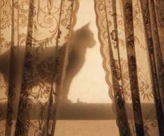 a black cat is standing behind the curtains