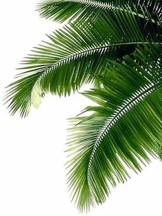 green palm leaves against a white sky background