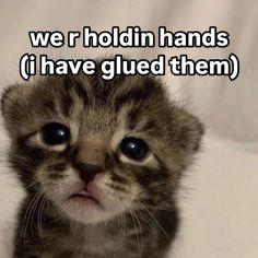 a kitten is looking at the camera with caption that reads, we r holding hands if i have glued them