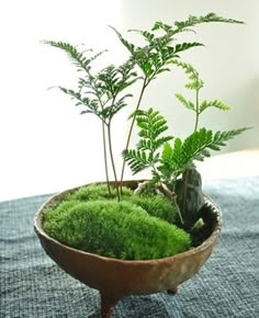 a potted plant sitting on top of a wooden bowl filled with green grass and plants