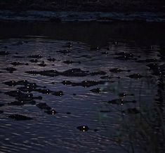 many alligators are swimming in the water at night