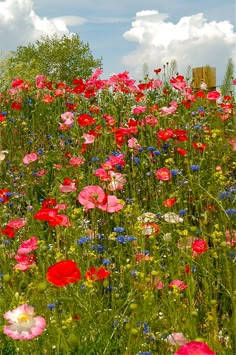 a field full of red, white and blue flowers