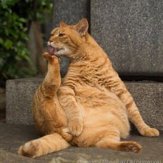 an orange tabby cat sitting on its back legs with it's paw in the air