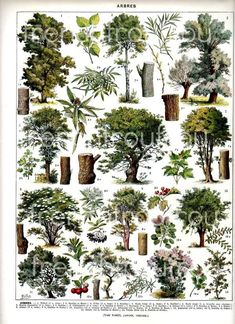 various trees and shrubs are depicted in this illustration from the natural history of america, volume i