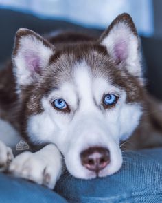 a husky dog with blue eyes laying on a couch