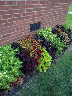 some plants are growing out of the side of a brick wall in front of a building