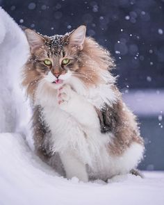 a fluffy cat sitting in the snow with its paws on it's chest and mouth