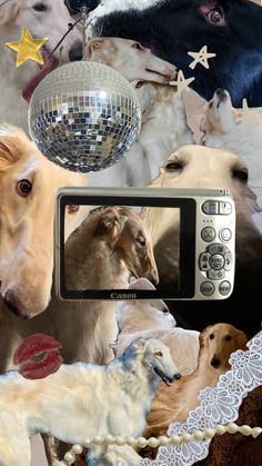 a collage of dogs with disco balls and stars in the background, including one dog taking a selfie