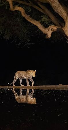 a cheetah walking across a body of water at night