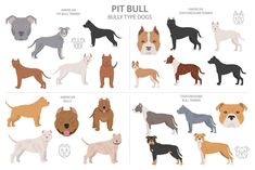 an illustrated guide to different types of dogs