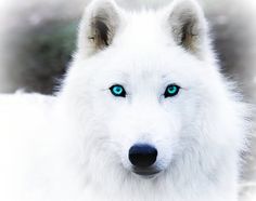 a white wolf with blue eyes looking at the camera