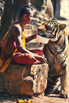 a man feeding a tiger with a bowl in his hand while sitting next to a tree