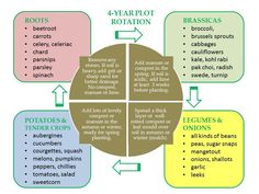 a diagram with the four main types of potatoes