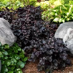 some very pretty plants by some big rocks