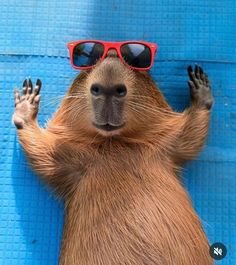 a capybara wearing red sunglasses and standing on its hind legs in front of a blue wall