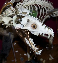 the skeleton of a dinosaur is being displayed