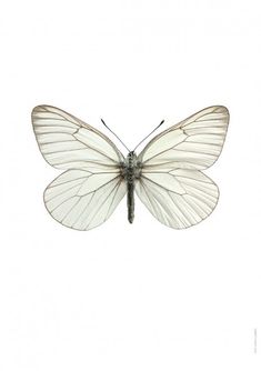 a white butterfly is flying in the air