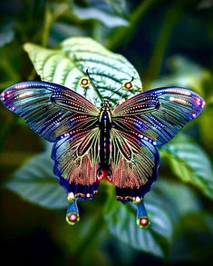 a colorful butterfly sitting on top of a green leaf covered plant with drops of water