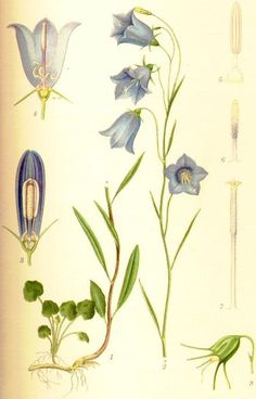 an illustration of blue flowers and leaves on a white background, with green stems in the foreground